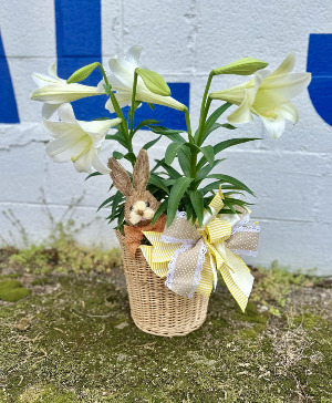 Easter Lily  Easter Lily 