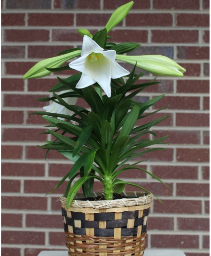 Easter Lily Flowering Easter Plant