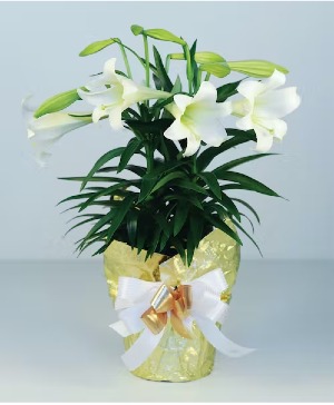 Easter Lily flowering plant