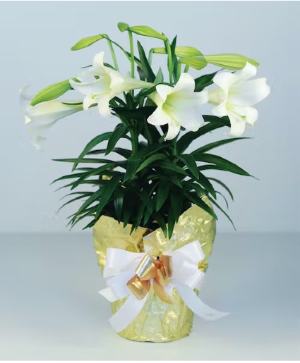 Easter Lily flowering plant