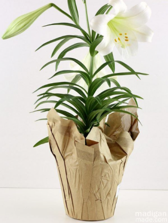 Easter Lily Greenhouse