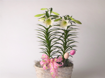 Easter Lily Pair Peanut basket in Kensington, CT | BRIERLEY, JOHNSON FLORIST LLC.