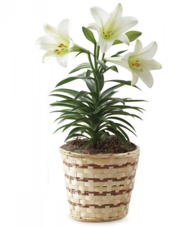 Easter Lily Plant 