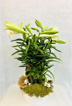Easter Lily  Plant