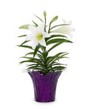 Easter Lily  Plant