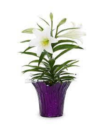 Easter Lily  Plant