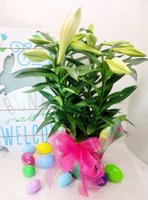 Easter Lily Plant 