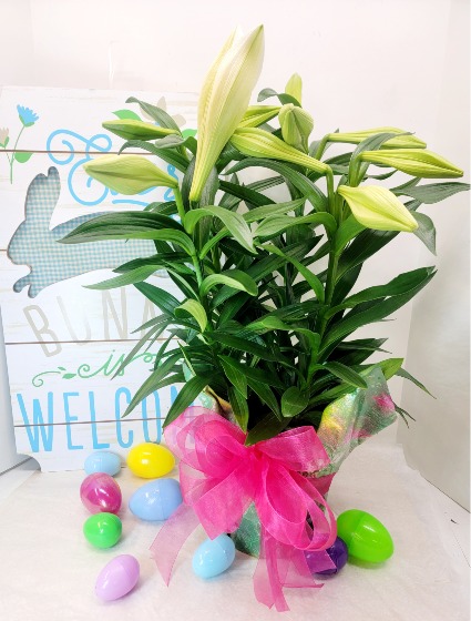 Easter Lily Plant 