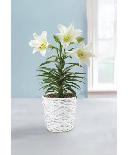 Easter Lily Plant
