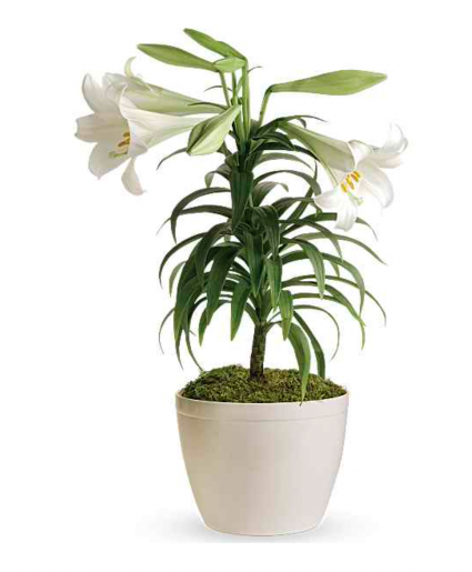 Easter Lily Plant 