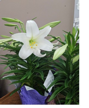 Easter Lily Plant