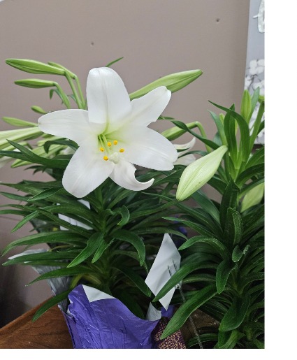 Easter Lily Plant