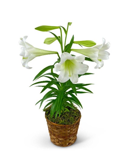 Easter Lily Plant in Basket Flower Arrangement