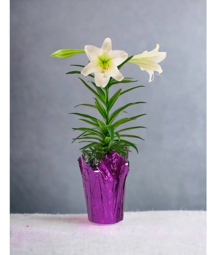 Easter Liliy Plant