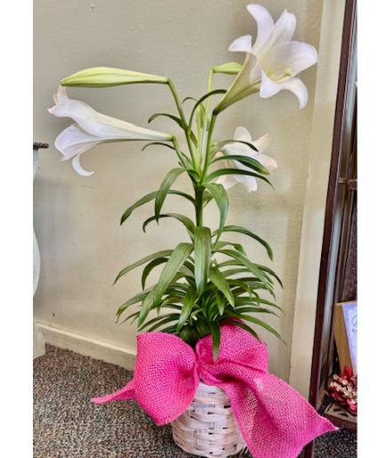 EASTER LILY  PLANT