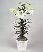 EASTER LILY PLANT Plant