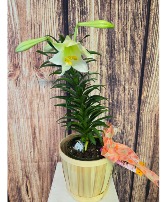 SOLD OUT--6"   Easter Lily Plants NFS-EASP1 