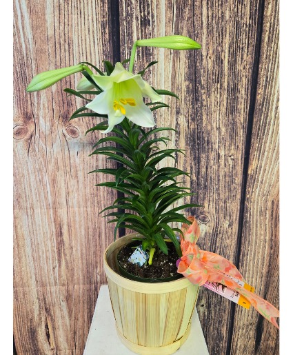 SOLD 6"   Easter Lily Plants NFS-EASP1 