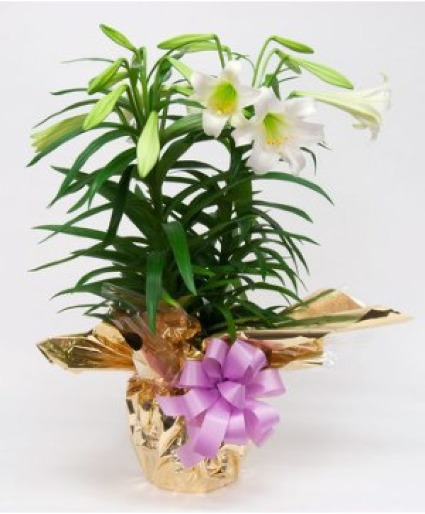 Easter Lily Potted Plant