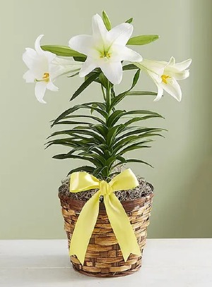Easter Sentiments™ Lily Plant 