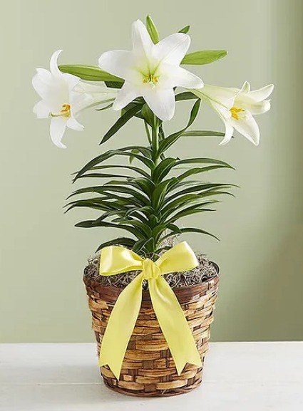 Easter Sentiments™ Lily Plant 