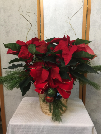 EBT Poinsettia plant