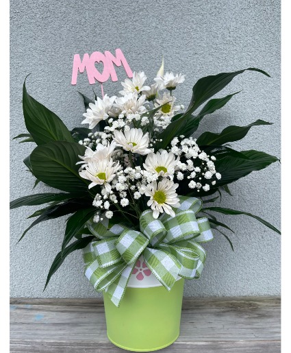 Garden Delight 6" Spath With White Daisy in Tin Pot