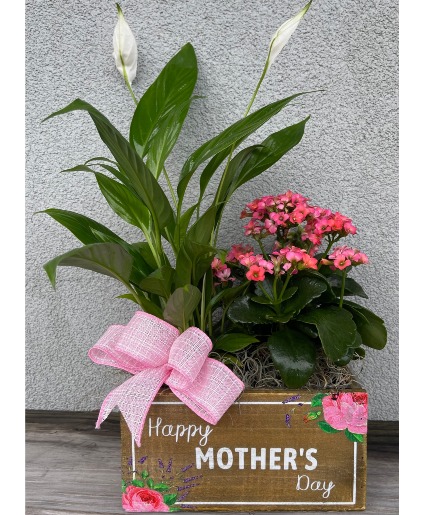 M2 Love Grows Here Green Plant
