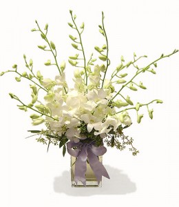 Dendrobium Orchid Bqt   