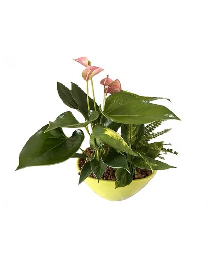 Eillen Anthurium - Lime Medium 