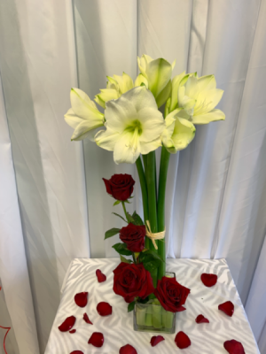 Elegant Amaryllis  Elegant Amaryllis 