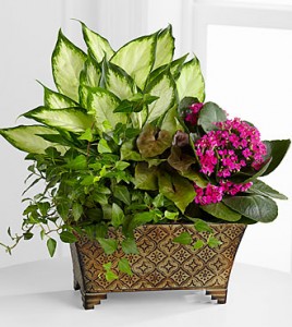 Elegant dishgarden Dishgarden