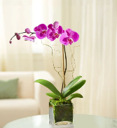 Elegant Orchid 
