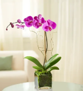 ELEGANT ORCHID 