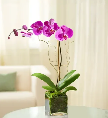ELEGANT ORCHID 