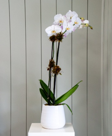 Elegant Orchid Duo  in Frisco, TX | PATTI ANN'S FLOWERS