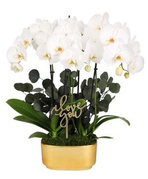 Elegant Orchid Garden of Love 