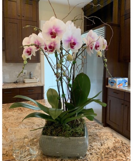 Elegant orchid plants  Pink & White 