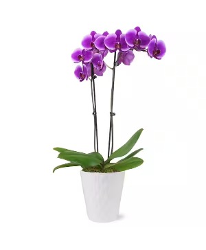 Elegant Orchid plant 