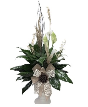 Elegant Peace Lily Plant