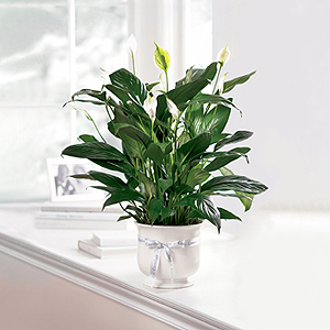 Elegant Peace Lily 