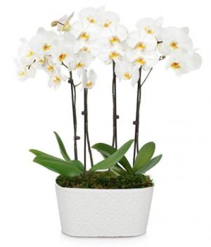 ELEGANT PURE WHITE ORCHID PLANT in Kissimmee, FL - Amor Florist