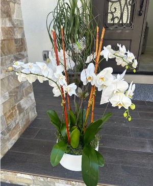 Elegant white orchid arrangement Plants