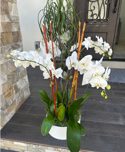 Elegant white orchid arrangement Plants
