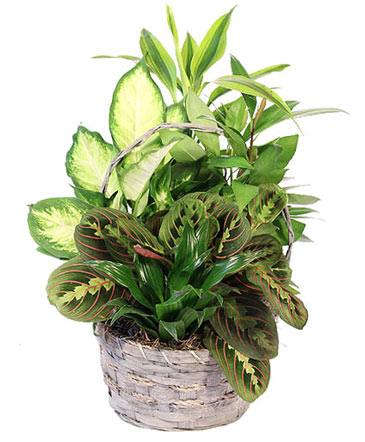 Emerald Delight Dish Garden in Slaughters, KY | Elmwood Boutique & Florist