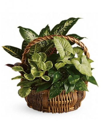 Emerald Garden Basket 
