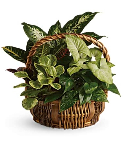 Emerald Garden T106-1A Basket