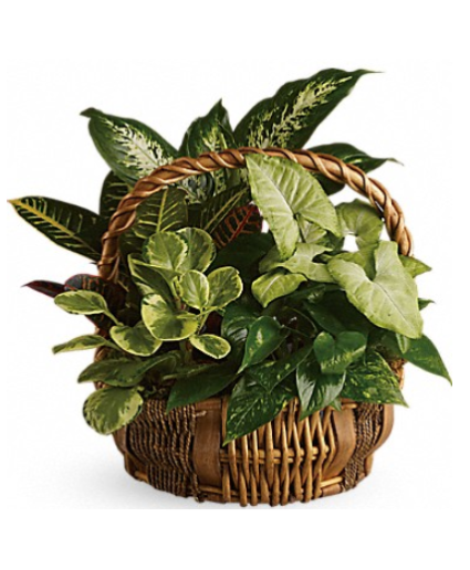 Emerald Garden Basket Flower Arrangement