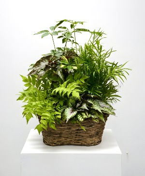 Emerald Garden Plant Basket Plant