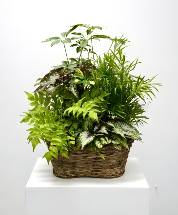 Emerald Garden Plant Basket Plant in Kannapolis, NC | MIDWAY FLORIST OF KANNAPOLIS